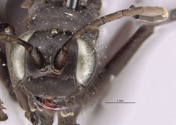 Media type: image;   Entomology 10020 Aspect: head frontal view
